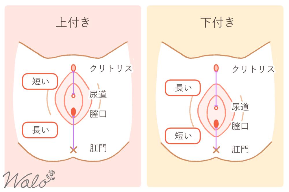 膣 上付き 下付き 見出し2 上付き・下付きを下から見た比較イラスト