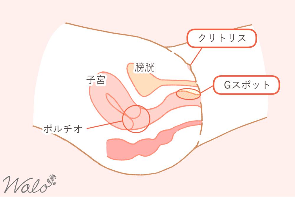 クリトリスとGスポット