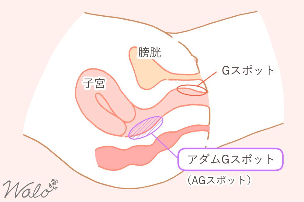 裏Gスポット2